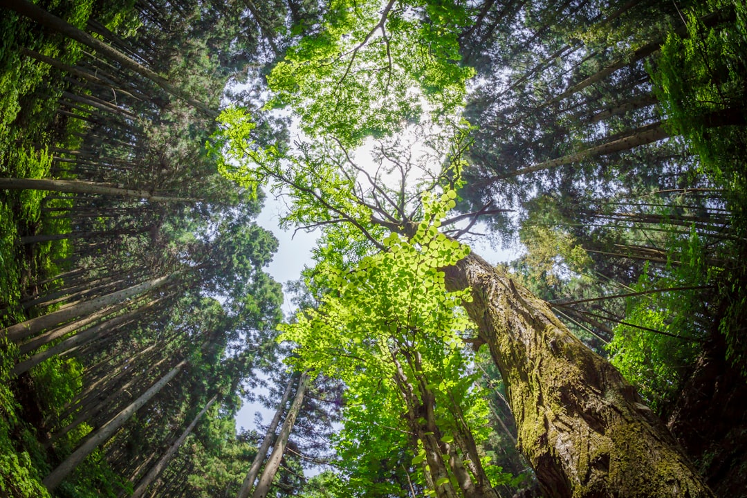 You are currently viewing Reconnecting with Nature: The Healing Power of Nature Therapy