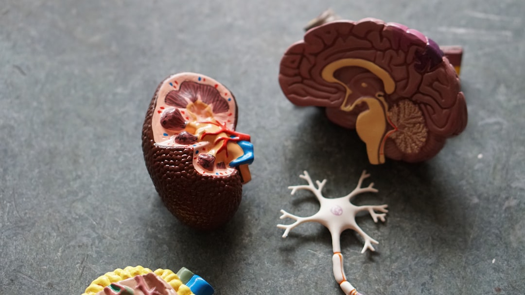 You are currently viewing The Neuroplasticity of Recovery: Rewiring the Addicted Brain